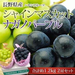 シャインマスカット 2パック入り 国産 : 厳選フルーツ マルイチ西川