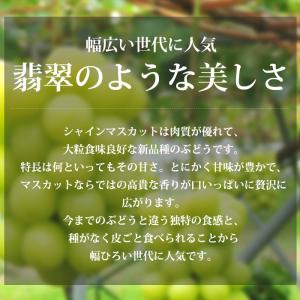ぶどう シャインマスカット 長野県産 約1.2...の詳細画像5