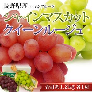 ナガノパープル 種無し葡萄 約1.5kg 2〜3房 長野県産 贈答規格 大房