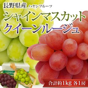 ナガノパープル 種無し葡萄 約1.5kg 2〜3房 長野県産 贈答規格 大房