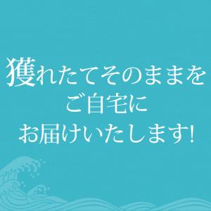 貝類 北海道産 天然活ホタテ 約3kg 約12...の詳細画像1