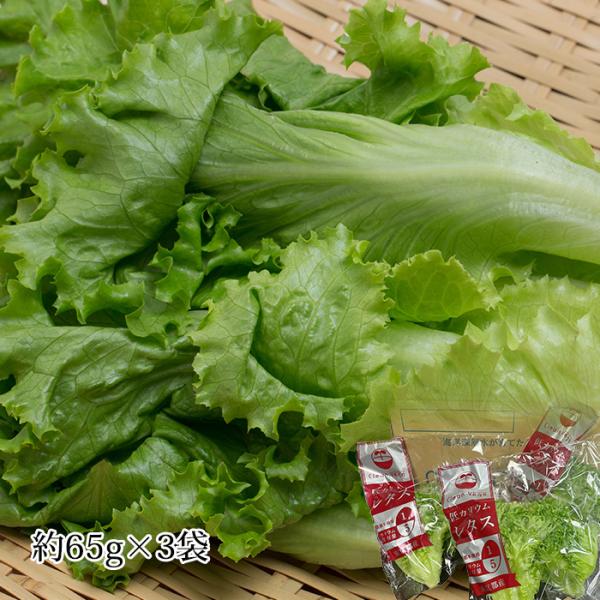 レタス クリーンベジの低カリウムレタス 3袋 爆買