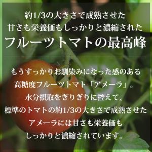 トマト アメーラ 長野県産 静岡県産 高糖度フ...の詳細画像1