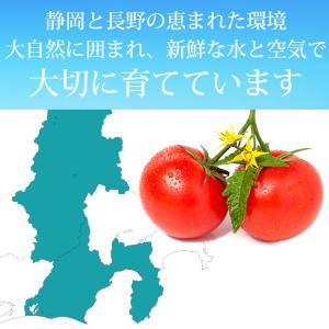 トマト アメーラ 長野県産 静岡県産 高糖度フ...の詳細画像5