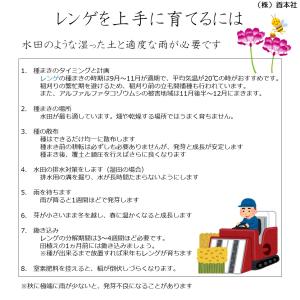 レンゲ種子 20kg原袋(1kg×20袋)送料...の詳細画像3