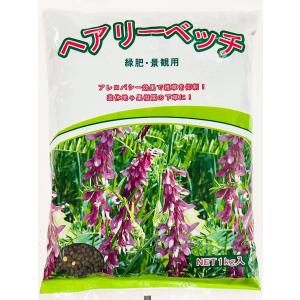 ヘアリーベッチ種子　品種名：ナモイ　1kg｜タネの問屋さん養本社