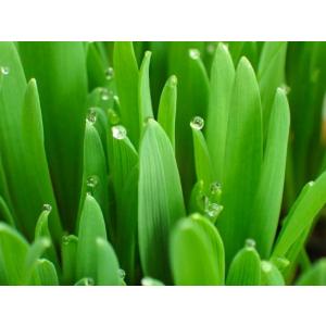 えん麦種子 品種:極早生スプリンター(ペット用...の詳細画像2