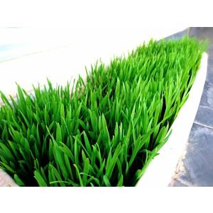 えん麦種子 品種:極早生スプリンター(ペット用...の詳細画像3