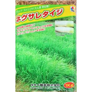 ネグサレタイジ　アウェナストリゴサ（えん麦野生種）　１kg　タキイ種苗　緑肥の種｜タネの問屋さん養本社