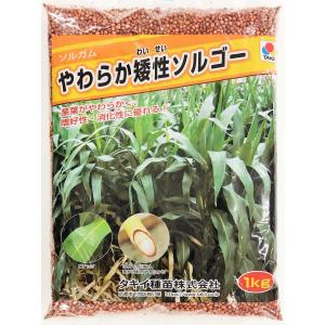 ソルガム種子　品種名：やわらか矮性ソルゴー　1kg　タキイ種苗　緑肥の種｜タネの問屋さん養本社