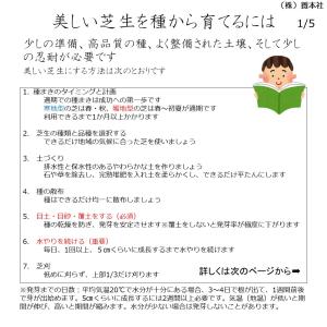 バミューダグラス 品種:トランスコンチネンタル...の詳細画像2