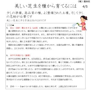 バミューダグラス 品種:トランスコンチネンタル...の詳細画像5