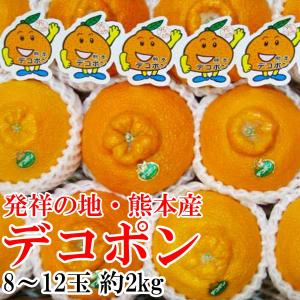 デコポン 熊本産 8〜12玉 約2kg JA熊本果実連 かんきつ類 贈答用 送料無料 訳あり品ではご...