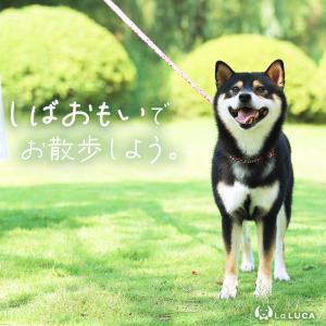 犬 首輪 リード しばおもい おしゃれ 犬 猫...の詳細画像2