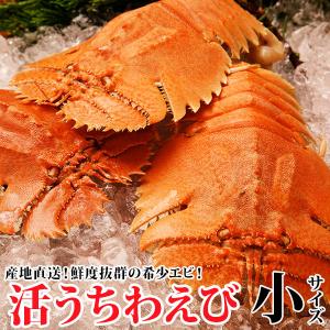 活うちわえび(小)　計1kg あのイセエビより甘みたっぷりウチワエビ ≪代引不可≫ お返し 贈答 パチパチエビ｜yokasakana