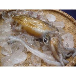 よか魚 Com アオリイカ 海老 イカ等 Yahoo ショッピング