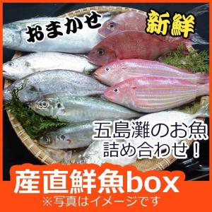 よか魚のお試し新鮮鮮魚セット！初回限定、鮮度抜群、おためし鮮魚