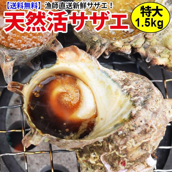 産直 天然サザエ 特大サイズ 計1.5kg（8個前後） 長崎産の質の高い活さざえ 天然モノをプロが厳...