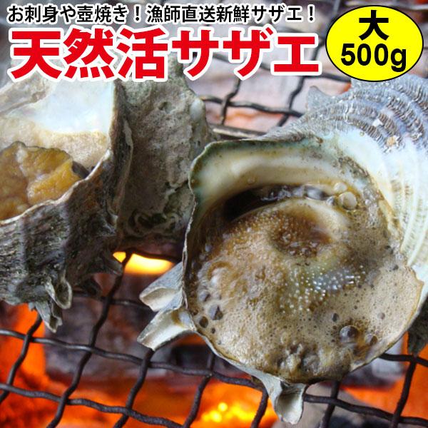 産直 天然サザエ 大サイズ 計500g（4個前後） 長崎産の質の高い活さざえ 天然モノをプロが厳選し...