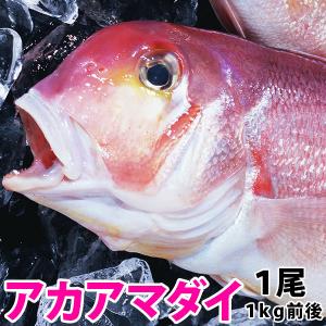 天然鮮魚アマダイ(アカアマダイ)　1kg前後1尾 長崎県産甘鯛の上質な白身がたまらない一品 九十九島鮮魚