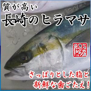 養殖ヒラマサ(平政) 4kg前後 1尾 送料無料！さっぱりし...