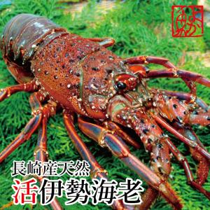産直 長崎産天然活伊勢海老 特大サイズ 1.2kg前後1尾　(6〜7人前前後）