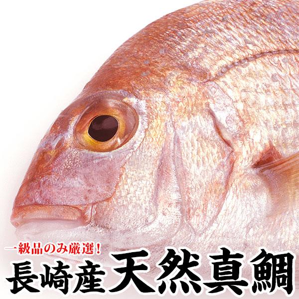 ギフト 長崎産天然真鯛 (釣りもの一級品・活もの) 4kg前後 1尾・６〜９人前