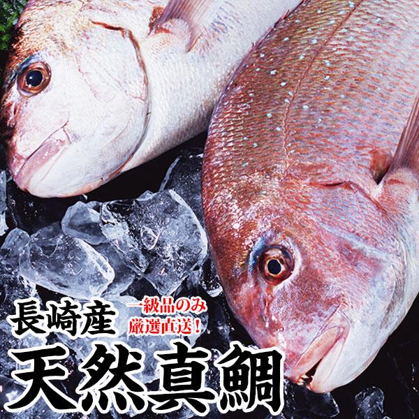 ギフト 長崎産天然真鯛 (釣りもの一級品・活もの) 1.2kg前後 1尾・２〜３人前 送料込み