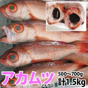天然高級鮮魚 アカムツ (のどぐろ) 計1.5kg(500〜700g前後) 脂の滴るとろける旨さの高...