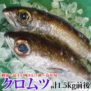 天然鮮魚クロムツ (黒ムツ) 計1.5kg前後 超高級魚をよか魚特価にて 脂ののった弾力のある身をど...