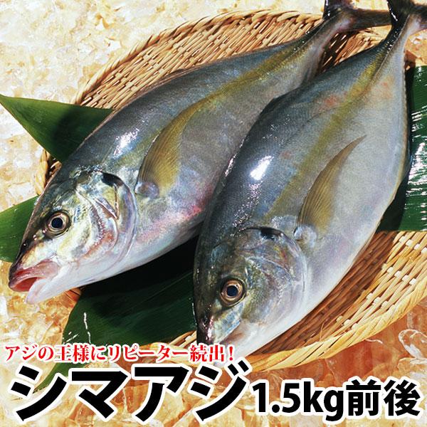 【年内発送見込みなし】長崎産シマアジ(縞鯵)１〜2尾 計1.5kg前後 養殖 活もの お刺身用しまあ...