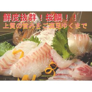 旬の天然鮮魚 桜鯛（天然真鯛） 2kg前後　美味しい旬の昇り鯛を味わいつくす！送料無料♪