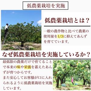 「セミドライあんず 100g」 ドライアプリコ...の詳細画像3
