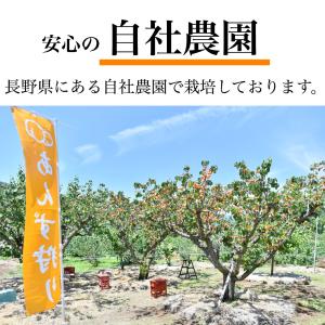 「セミドライあんず 100g」 ドライアプリコ...の詳細画像4