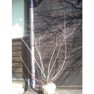 庭木：ジューンベリー（アメリカザイフリボク）* 樹高：約150cm 全高