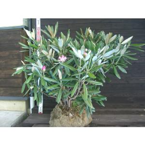 シャクナゲツツジ 花 ガーデニング の商品一覧 通販 Yahoo ショッピング