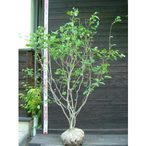 マルバノキ　大株立