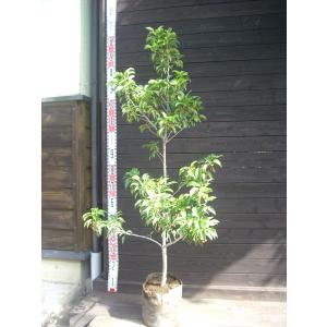 ソヨゴ 鉢植え 常緑樹の植木 庭木 の商品一覧 苗木 植木 花 ガーデニング 通販 Yahoo ショッピング
