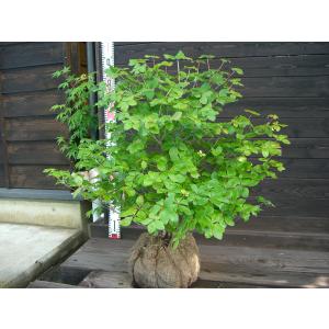 シロヤシオツツジ 良形良株 : 横の植木屋さん - 通販 - Yahoo!ショッピング