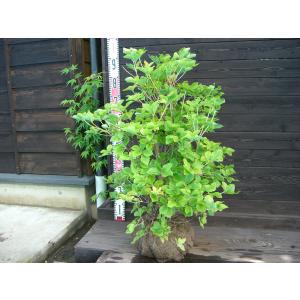 シロヤシオツツジ 良形良株 : 横の植木屋さん - 通販 - Yahoo!ショッピング