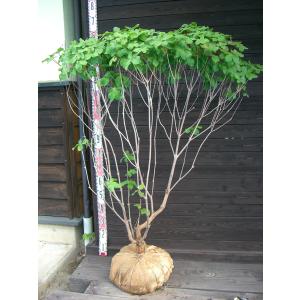 シロヤシオツツジ 良形良株 : 横の植木屋さん - 通販 - Yahoo!ショッピング