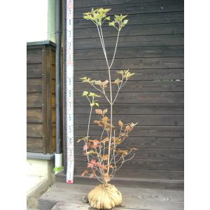 シロヤシオツツジ 良形良株 : 横の植木屋さん - 通販 - Yahoo!ショッピング