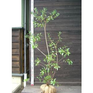 オオイタヤメイゲツ・イタヤカエデ 大株 : 横の植木屋さん - 通販