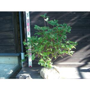 シロ ヤシオ ツツジ 特大株 : 横の植木屋さん - 通販 - Yahoo!ショッピング