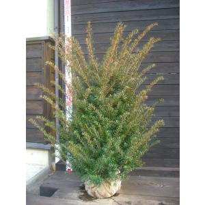 横の植木屋さん 常緑樹 Yahoo ショッピング