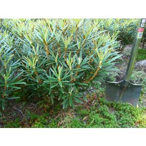 ヤクシマハイヒカゲツツジ 大株 : 横の植木屋さん - 通販 - Yahoo