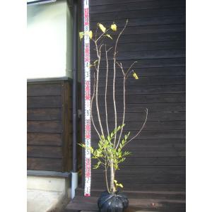 横の植木屋さん 全商品一覧 Yahoo ショッピング