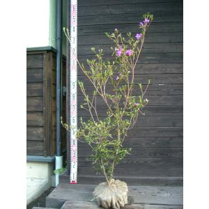 サボテン：マミラリア ルエッティ（ルーシー）カキコ 自根*幅4cm