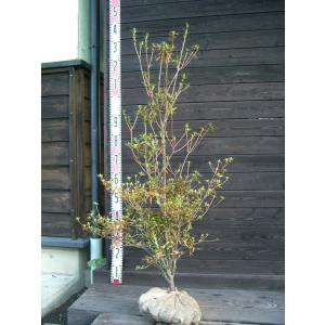 シロヤシオツツジ 良形良株 : 横の植木屋さん - 通販 - Yahoo!ショッピング