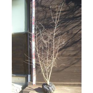 最終決算 花木 庭木の苗 エゴノキ ピンクチャイムス株立ち地中ポット樹高1 5m 落葉樹 Portalcultura Net Br